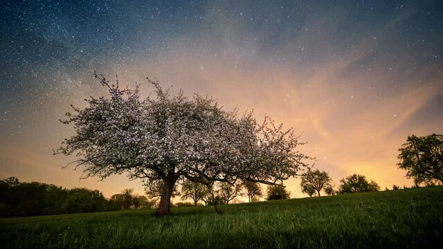 Night sky time lapse on a meadow with a beautiful blossoming tree, slider camera movement
