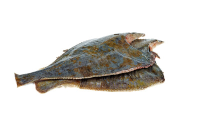 Two ready to cook fresh flatfish on a white background