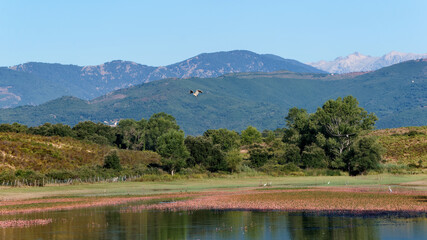 Teppe Rosse lake in the eastern plain of Corsica