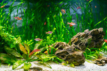 Aquarium fish and algae in a freshwater aquarium. Underwater world.