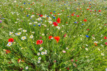 Hintergrun Fototapete Wandbild bl&uuml;hende Felder und Wiesen