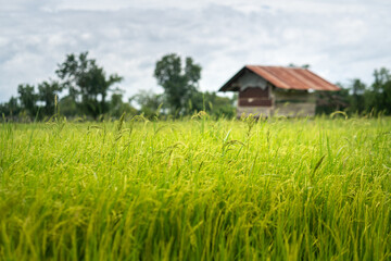 Fototapeta na wymiar Blurred background of greenery rice agriculture field with a wooden hut building in day time sky. Nature background photo. 