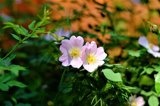 photos of flowers on a summer day