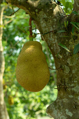 Jackfruit is a big fruit, it's good for health and its contains vitamin