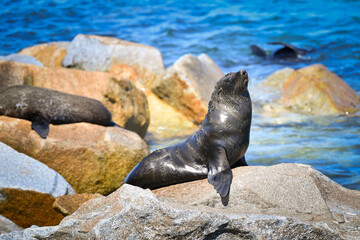 Australian Fur Seal