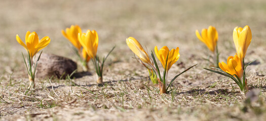 Crocuses yellow grow in the garden under the snow on a spring sunny day. Panorama with beautiful primroses on a brilliant sparkling background.