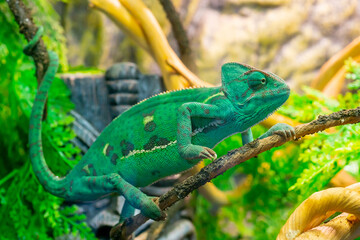 Young green chameleon on a branch. Cute pet. Protective coloring of the animal.