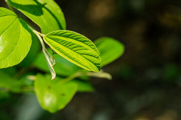 Evergreen pure kul boroy or Indian jujube, Indian plum Chinese date