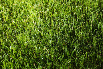 Green lawn with fresh grass as background, closeup