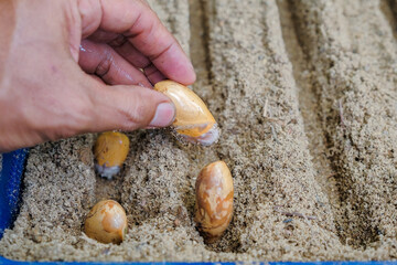 Seeds of durian, a famous fruit in South East Asia. A strong smell of fruits, that not everybody can handle.