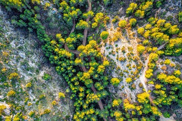 aerial view forest on the rocks