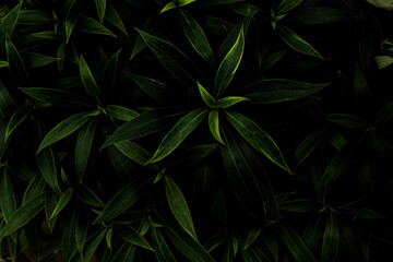 Naklejka na ściany i meble leaf in dark tone for background