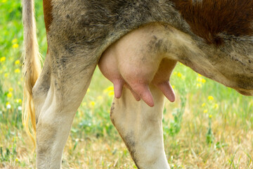 Cow udder close-up. Udder of a cow on the background of a green meadow. Udder, legs and tail of a...