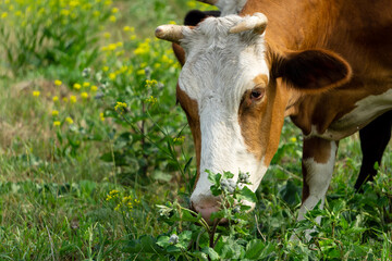 Naklejka na ściany i meble A cow grazes on a green field. Cow head close up. The white-brown cow is eating grass.