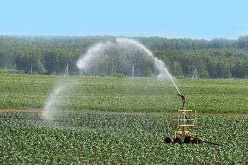 The sprinkler works on an agricultural field. Sprinkler waters the green field. Farm field on the background of the forest. Watering plantings in drought.