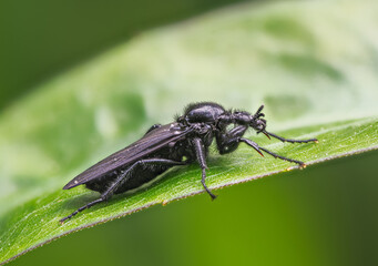 Black march fly on a grean leaf