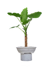 philodendron In a cement pot, on a white background, make a work path.