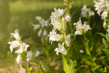 White flowers bells on green summer natural floral background