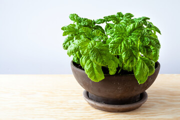 Basil plant in clay pot close-up. Home-grown organic herb.