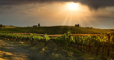 beautiful vineyard in tuscan countryside at sunset with dramatic cloudy sky in Italy.