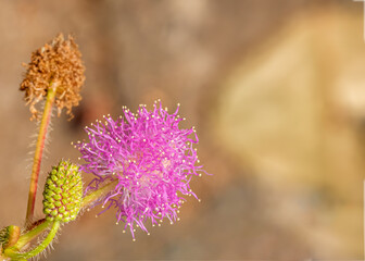 Mimosa Pudica or Shameplant flower Life Cycle
