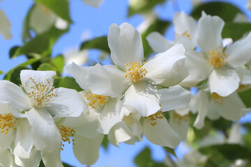 Closeup view of beautiful blooming white jasmine shrub outdoors