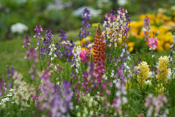 Pretty linaria and lupinus blooming in a beautiful garden