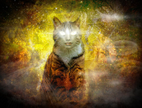 Cosmic Cat