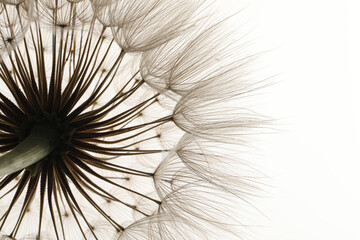 Beautiful fluffy dandelion flower on white background, closeup - obrazy, fototapety, plakaty