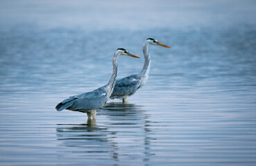 Beautiful shot of two Great Blue Herons, also known as cranes, in the Great Salt Lake, in the USA