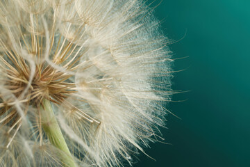 Beautiful fluffy dandelion flower on dark turquoise background, closeup