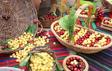 White and red cherries in wicker basket, cherry festival. Selective focus