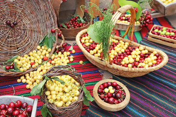 Fototapeta na wymiar White and red cherries in wicker basket, cherry festival. Selective focus