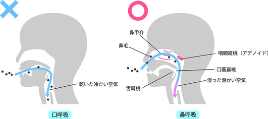 鼻呼吸と口呼吸