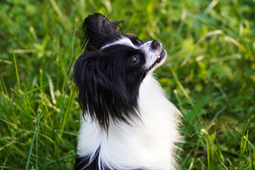 Obraz premium The Papillon Dog, the Continental Toy Spaniel. Pet animals. Purebred dog.