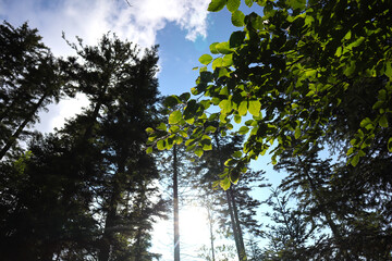 Black Forest National Park