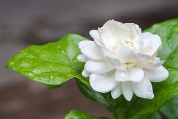 Obraz na płótnie Canvas White jasmine blooming flower (Arabian jasmine) on tree in garden close-up.