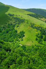 Obraz premium Green mountain landscape with cows and horses grazing on the grass. Santander.