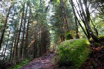 Black Forest National Park