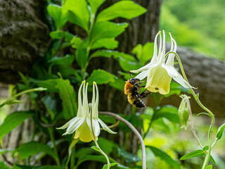 Flowers and bugs