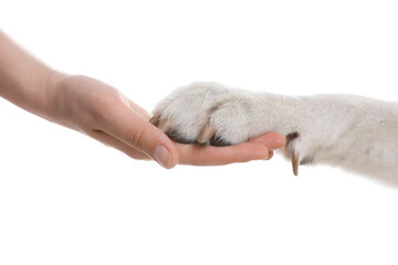 Dog giving paw to woman on white background, closeup