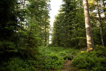 Obraz premium Black Forest National Park