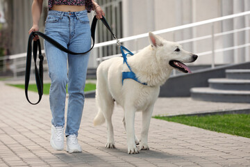 Young woman with her white Swiss Shepherd dog walking on city street, closeup