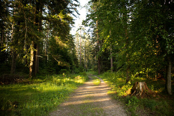 Black Forest National Park