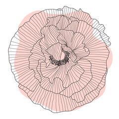 Poppy flower, bud, sketch and imitation watercolor