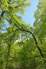 im wald
