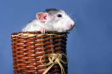 A cute rat dumbo sitting in a big wooden shoe.