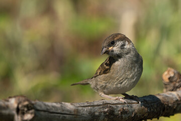 Cute juvenile eurasian tree sparrow sitting on a branch looking over its shoulder to the left