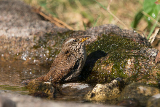 Side view of eurasian wren sitting upright in the water of a small stream facing right