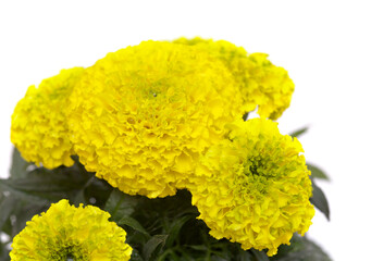 Bright yellow and green Tagetes erecta, Mexican marigold isolated on white background